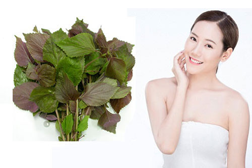 Tắm trắng da siêu tốc siêu an toàn với lá tía tô