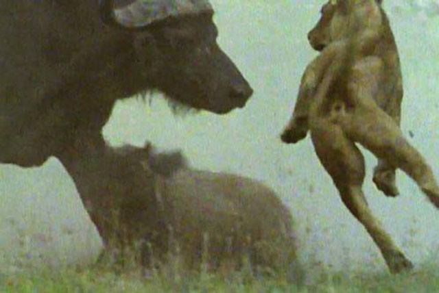 Bị trâu rừng húc dữ dội, sư tử đành phải ‘bỏ của chạy lấy người’