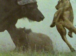 Bị trâu rừng húc dữ dội, sư tử đành phải ‘bỏ của chạy lấy người’