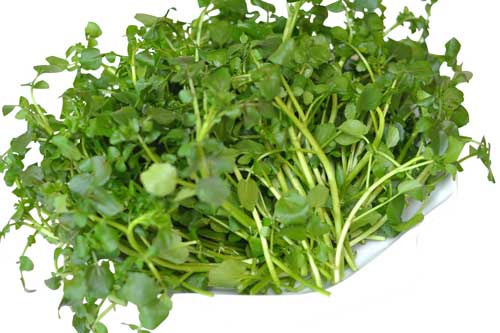 Rau cải xoong có tác dụng phòng chống bệnh ung thư