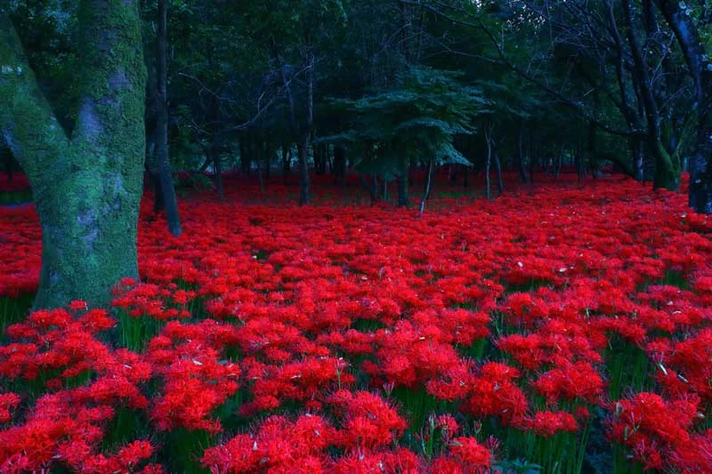 Hoa bỉ ngạn có tên khoa học là Lycoris radiata. Nó là loài thực vật có hoa trong họ Amaryllidaceae. Loài hoa này có còn tên khác là tỏi trời tỏa, thạch toán. Hoa bỉ ngạn có nguồn gốc từ Mỹ.