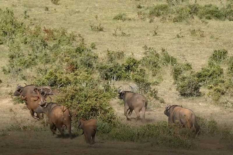 CLIP: 10 con trâu rừng 'chào thua' voi con hung tợn