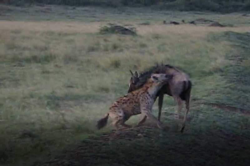 CLIP: Linh dương đầu bò vật lộn với linh cẩu giành sự sống và cái kết