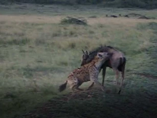 CLIP: Linh dương đầu bò vật lộn với linh cẩu giành sự sống và cái kết