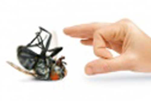 Mẹo giúp các bà nội trợ loại bỏ nỗi sợ loài ruồi mùa ẩm ướt