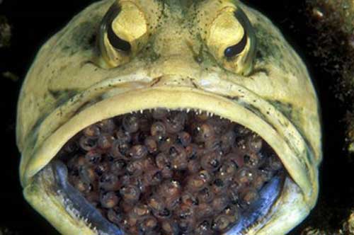 Những trường hợp cá đực ấp trứng trong miệng cực hiếm