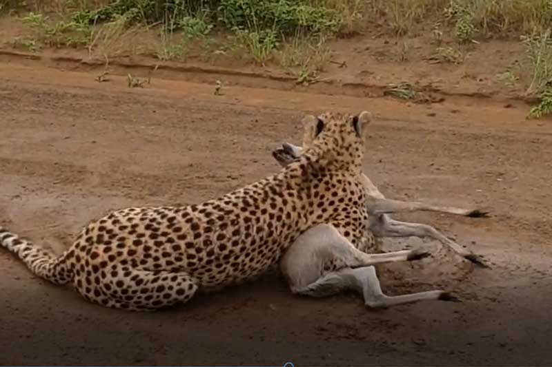 CLIP: Báo săn giết chết con mồi đầy tàn bạo