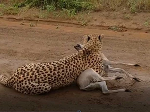 CLIP: Báo săn giết chết con mồi đầy tàn bạo