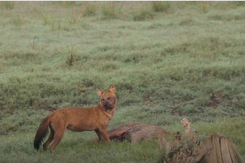 CLIP: Báo hoa mai bỏ chạy hoảng loạn khi bị 1 con sói đỏ cướp mồi