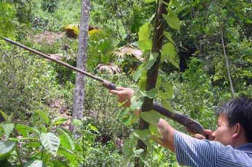 Điện Biên: Cha bắn chết con trai vì tưởng là lợn rừng