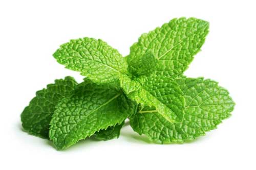 Ai bị viêm mũi, viêm xoang: Áp dụng ngay bài thuốc siêu dễ với loại lá quen thuộc, chẳng cần tốn viên thuốc nào