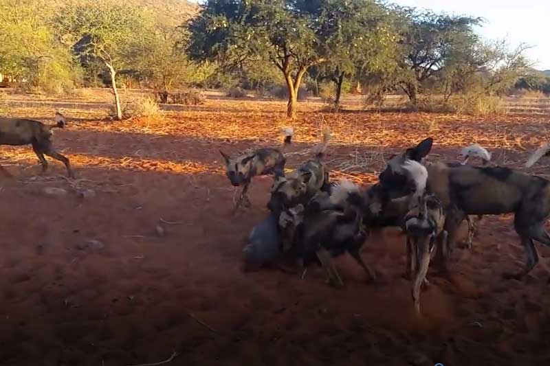 CLIP: Đàn chó hoang xé xác lợn bướu