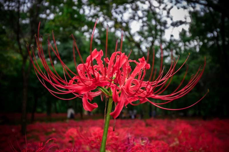 Người ta nói nhiều về ý nghĩa của hoa bỉ ngạn. Ở Nhật Bản là hoa hồi ức đau thương, ở Triều Tiên là hoa nhung nhớ, ở Trung Quốc là hoa ưu mỹ thuần khiết.