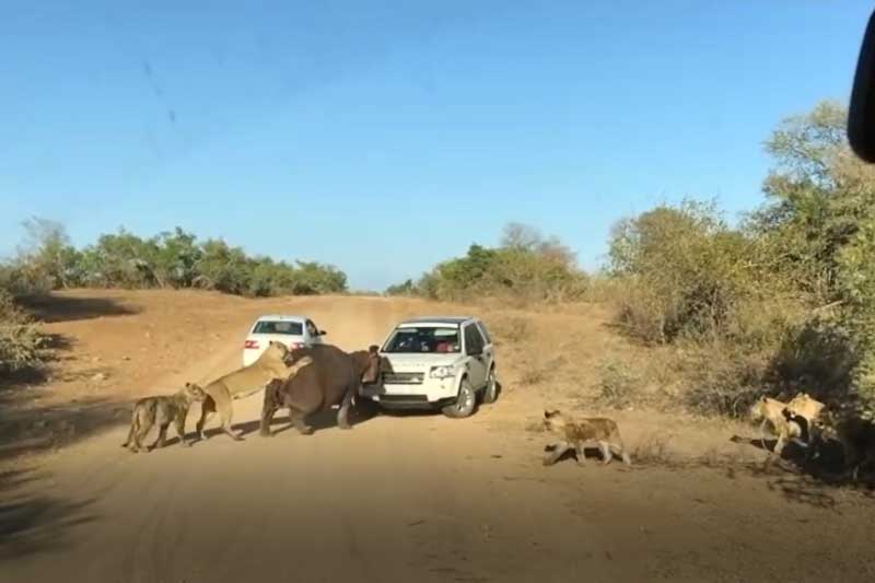 CLIP: Đàn sư tử tấn công hà mã và cái kết