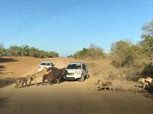 CLIP: Đàn sư tử tấn công hà mã và cái kết