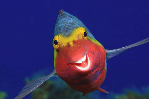 Cuộc thi ảnh “Thiên nhiên hài hước 2020" công bố loạt khoảnh khắc khó đỡ lọt vào chung kết