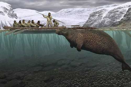 Chỉ mất 27 năm từ khi phát hiện ra đến khi tuyệt chủng, chuyện gì đã xảy ra với con vật khổng lồ dưới biển này?