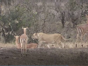 CLIP: Hành động khó hiểu của sư tử khi đụng độ đàn linh dương Impala