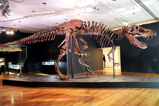 Chiêm ngưỡng một trong những bộ xương khủng long lớn nhất thế giới vừa được bán với mức giá trên trời - Ảnh 1.