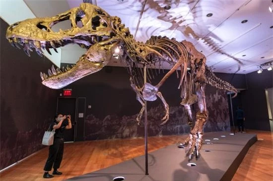 Chiêm ngưỡng một trong những bộ xương khủng long lớn nhất thế giới vừa được bán với mức giá trên trời - Ảnh 2.