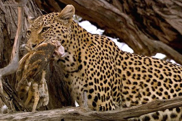 Báo hoa mai trèo cây cao gần 30m, giết chết cú con trong ‘một nốt nhạc’