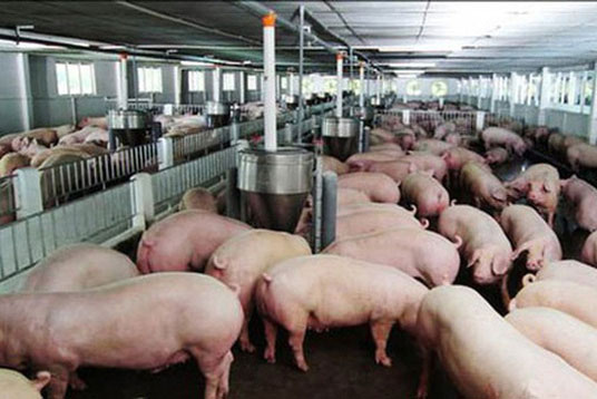 Nhật Bản hỗ trợ Việt Nam triển khai chăn nuôi công nghệ cao