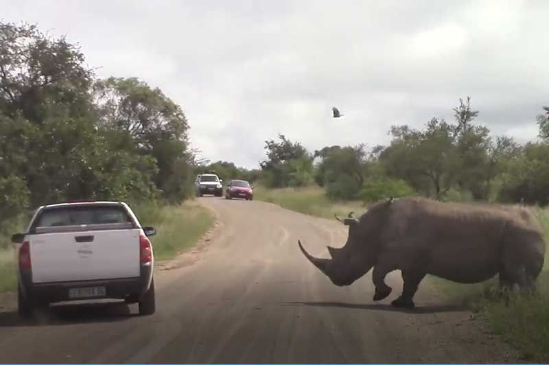 CLIP: Tê giác đực điên cuồng tấn công ôtô của du khách