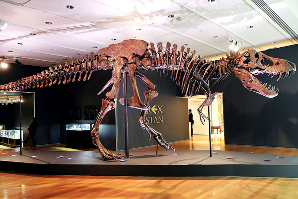 Chiêm ngưỡng một trong những bộ xương khủng long lớn nhất thế giới vừa được bán với mức giá "trên trời"