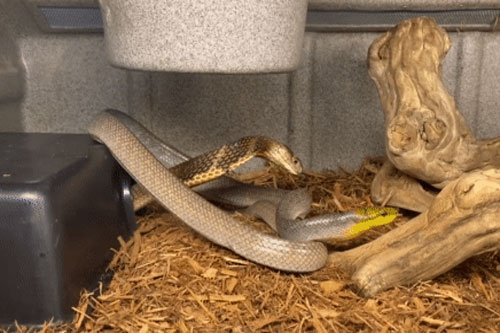 Điều gì sẽ xảy ra khi nhốt chung rắn chuột với hổ mang chúa, sức mạnh của 'nhà vua' khủng khiếp cỡ nào?