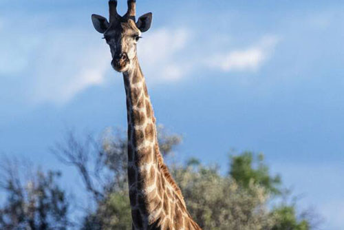 Nghiên cứu mới: Hươu cao cổ thường xuyên bị Thiên Lôi 'đánh lén' do quá cao kều
