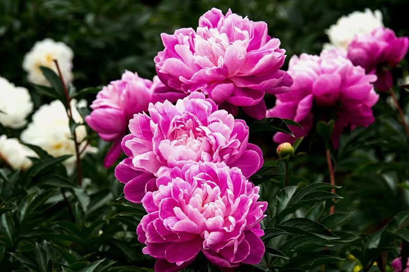 Hoa mẫu đơn có tên khoa học là Paeonia lactiflora. Nó còn có tên gọi khác là Thược dược Trung Quốc hay bạch thược.