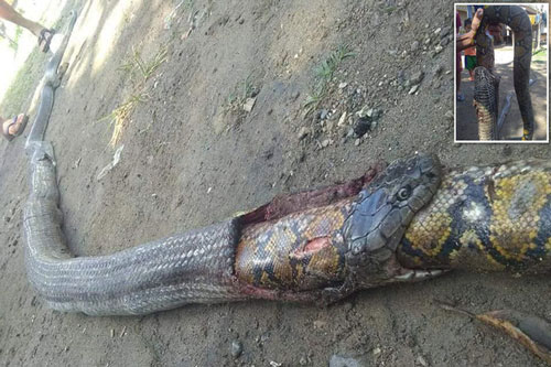 Rắn hổ mang mất mạng vì miếng ăn, bị giết ngay khi đang cố nuốt trọn con mồi