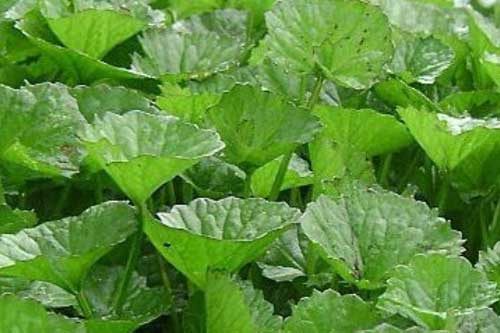 Ăn rau má có thể gây sẩy thai