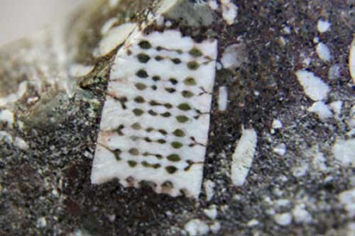 Giải mã bí ẩn hóa thạch 250 triệu năm được phát hiện ở Nga