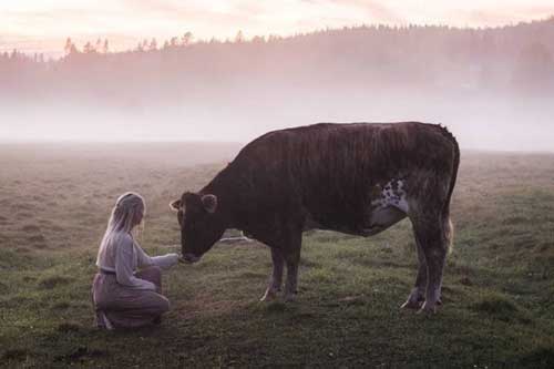 Kỳ diệu bài hát gọi bò về chuồng ở Thụy Điển