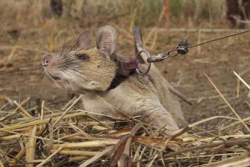 Chuột anh hùng được trao huy chương vì giúp rà phá bom mìn