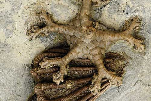 Thực hư hóa thạch cổ đại hay dấu vết người ngoài hành tinh