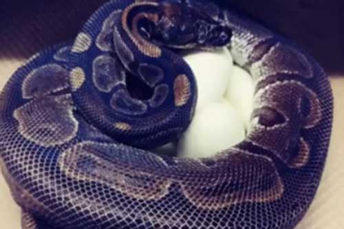 Trăn 62 tuổi đẻ trứng sau 15 năm không gần gũi với trăn đực