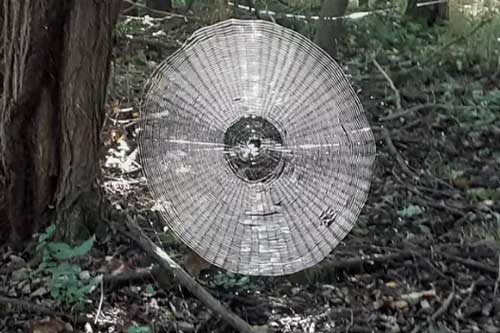 Choáng với mạng nhện khổng lồ đủ giăng bắt người trong khu rừng Mỹ