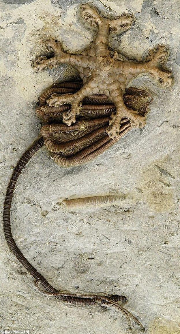 Hóa thạch cổ vừa mang vết tích người ngoài hành tinh vừa trông giống một loài Huệ Biển đã mất tích từ rất lâu