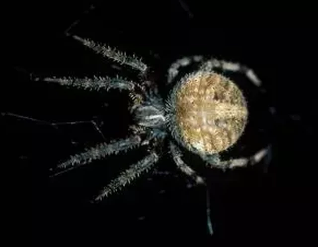 Bất ngờ khi loài nhện tạo ra mạng nhện khổng lồ có kích thước khá nhỏ.