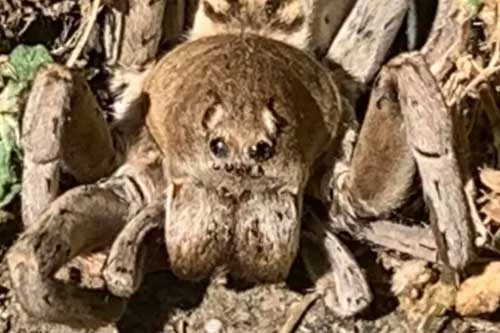 Con nhện có vẻ ngoài hết sức đáng sợ.