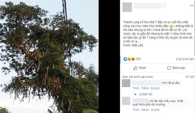 Chuyện lạ có thật: cây thanh long hàng chục năm tuổi sai trĩu quả ở Đăk Lăk.