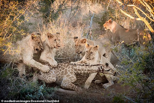 Hươu cao cổ con bị đàn sư tử giết từ từ