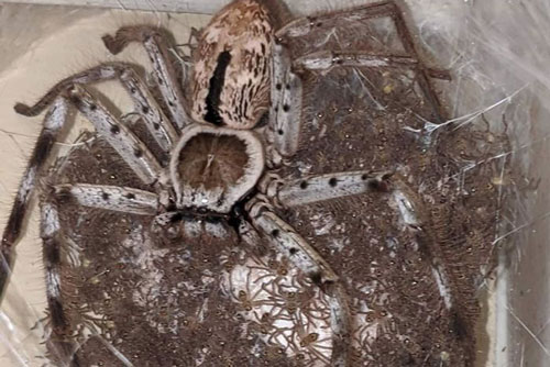 Loạt ảnh thế giới tự nhiên khiến nhiều người xem xong phải rùng mình vì sự khắc nghiệt đến đáng sợ