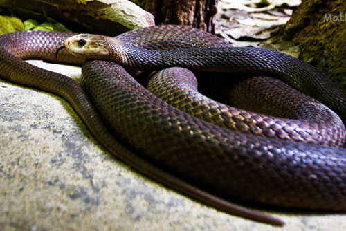 Loài rắn có nọc độc mạnh nhất hành tinh: Vết cắn phá hủy nội tạng, đủ giết 100 người 1 lúc