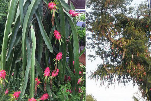 Dân mạng 'choáng váng' khi thấy cây thanh long cổ thụ leo cao ngút trời, ra quả cả làng ăn không hết