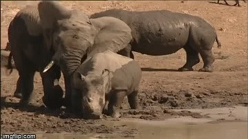 Khoảng khắc tan chảy trong thế giới tự nhiên: Voi ôm tê giác