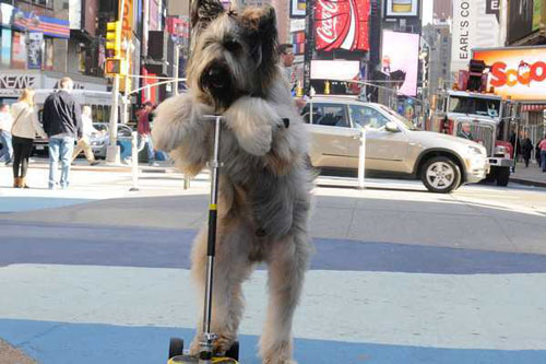 Điểm danh những động vật siêu đẳng tạo ra kỷ lục thế giới có một không hai