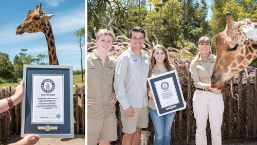 Hươu cao cổ 12 tuổi lập kỷ lục Guiness trở thành cá thể cao nhất thế giới 